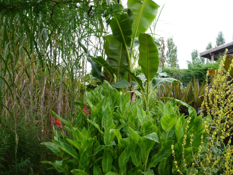 Canna ‘Wolf Song’ P1000421