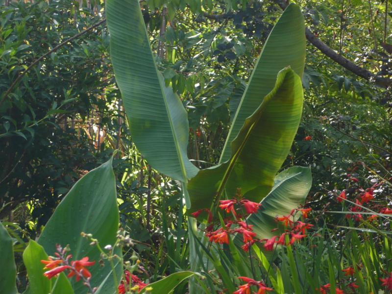 Musa Thomsonii P1000513