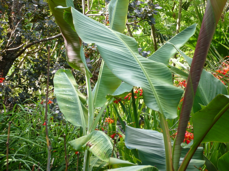 Musa Thomsonii P1000514