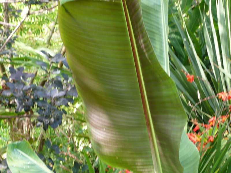 Musa Thomsonii P1000515