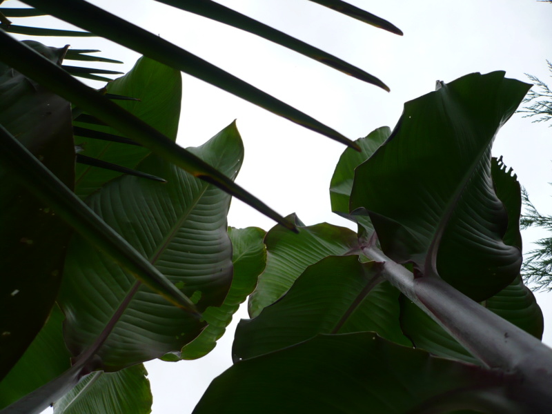 Canna musafolia 'peruviana' P1000529