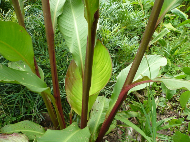 Canna musafolia 'peruviana' P1000531