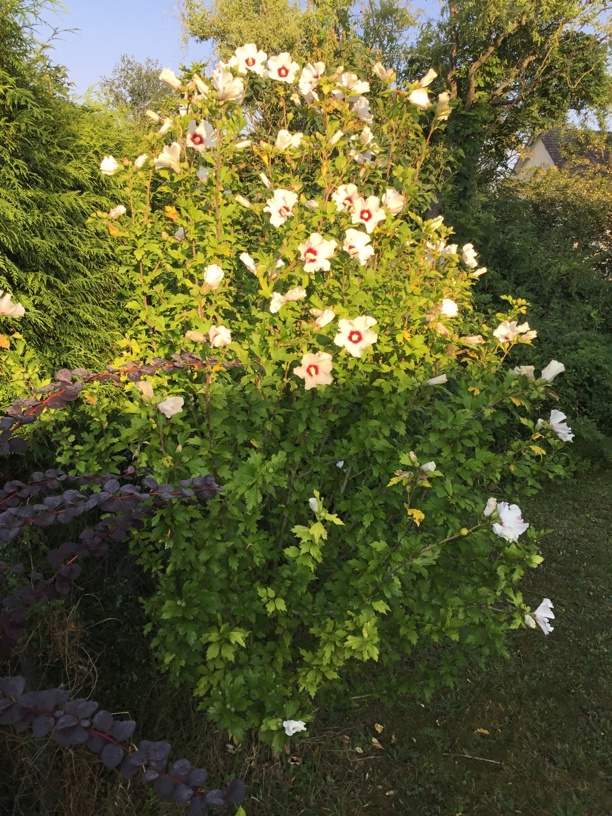 Mes débuts dans l’Allier  Sans_t14