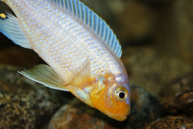 Maylandia Chrysomalos masinje Dsc02210