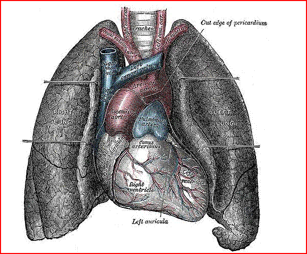 ATLAS DU CUR Coeur10