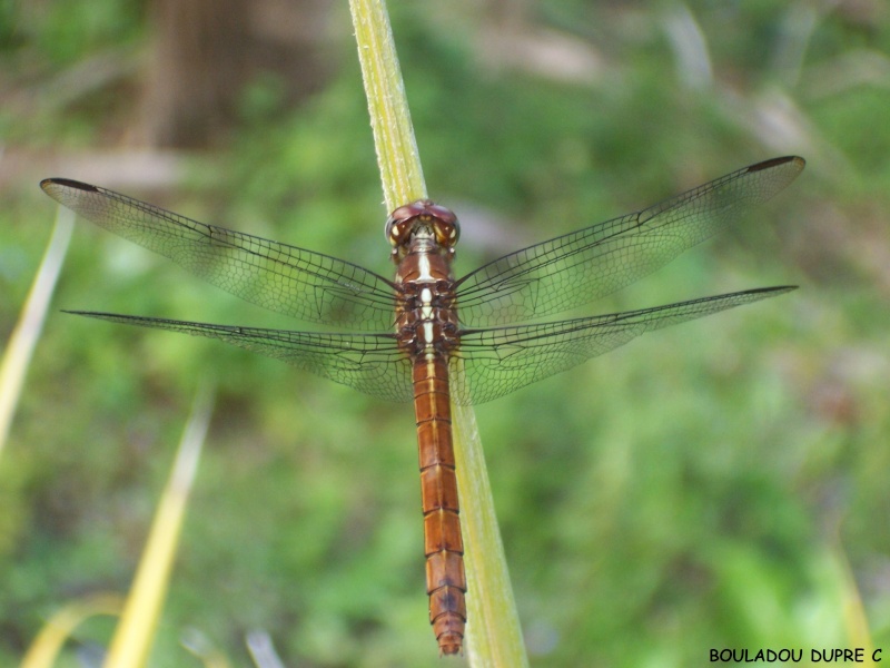 Orthemis macrostigma Orthem10