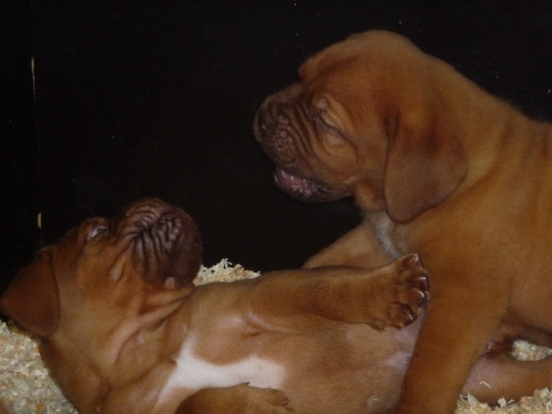 Naissance le 04/07/13 - 6 chiots – Dept : 34 Baston12