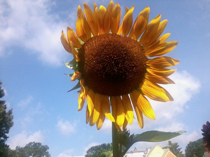 Sunflowers in 2011 Hello_10