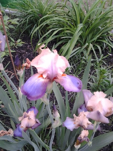 Flowers from my 2012 Garden Iris10