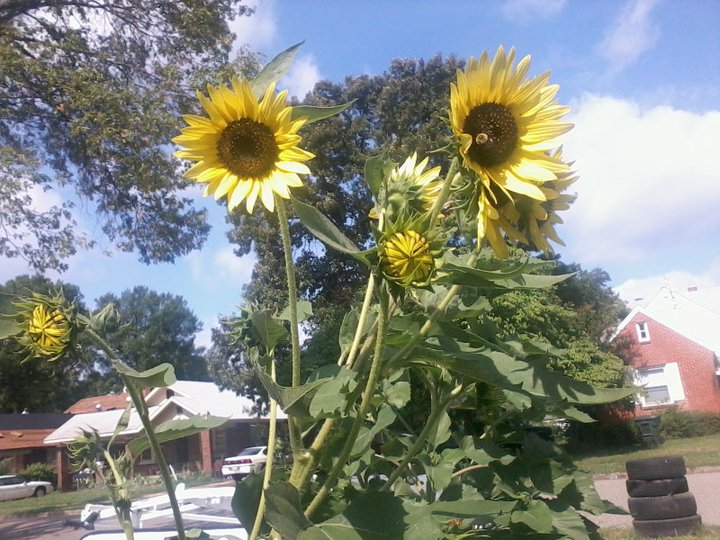 Sunflowers in 2011 Sunflo10