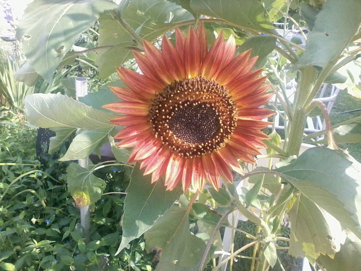 Sunflowers in 2011 Sunflo11