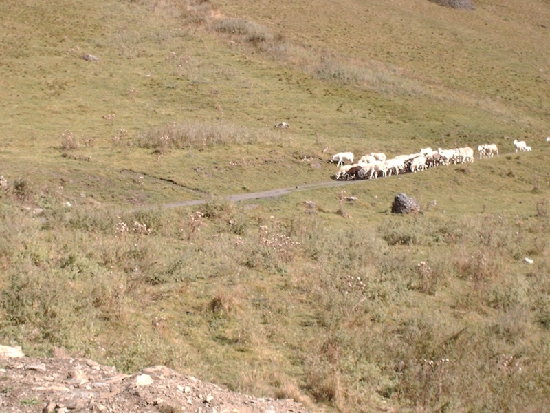 Les vaches font trop de bruits Esteno11