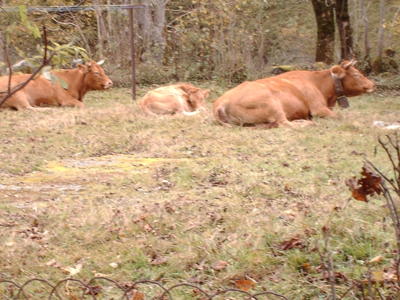 Les vaches font trop de bruits Esteno12