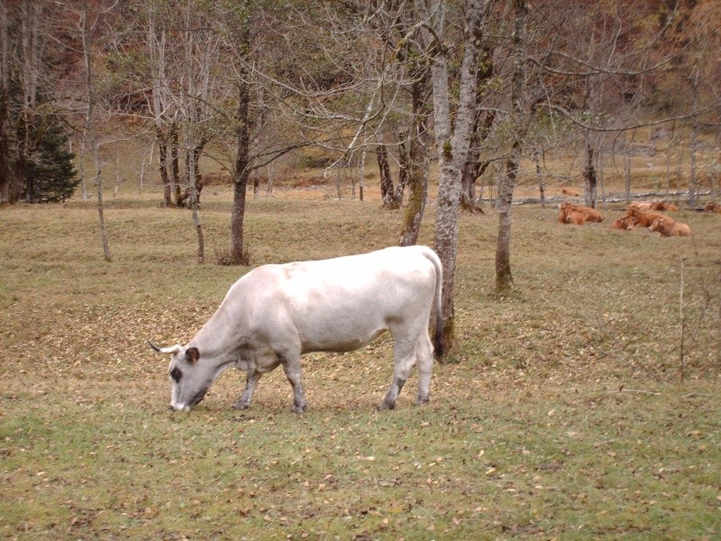 Les vaches font trop de bruits Esteno13