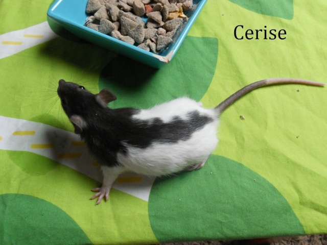 [RÊVES DE TOITS] 8 ratons femelles (45 et 51) Cerise10