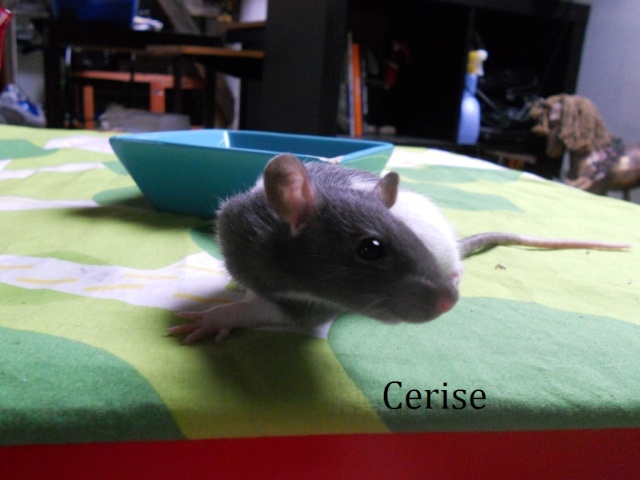 [RÊVES DE TOITS] 8 ratons femelles (45 et 51) Cerise11