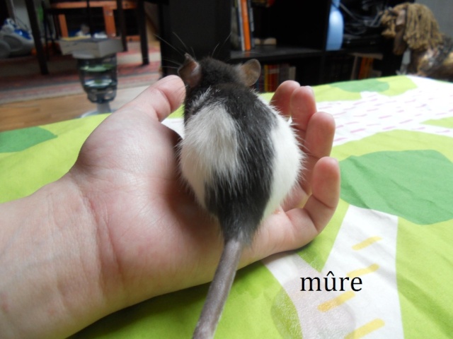 [RÊVES DE TOITS] 8 ratons femelles (45 et 51) Mare_310
