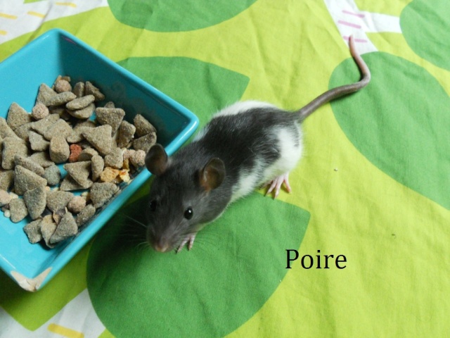 [RÊVES DE TOITS] 8 ratons femelles (45 et 51) Poire10