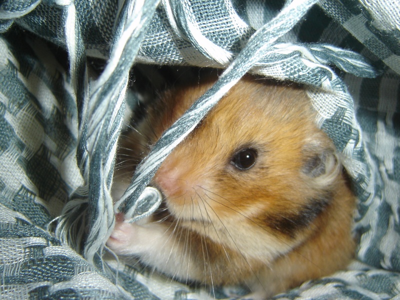 Willow, mon hamster Willow10