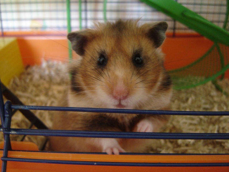 Willow, mon hamster Willow11
