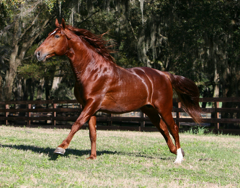 Vallelo Red Dancer - Lusitano 711