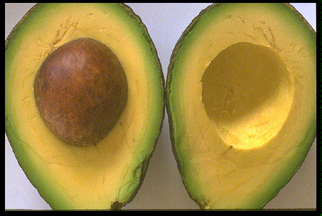 الأفوكادو Avocado Avocad10