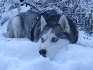 URBAN husky (m) spa vannes (ref56)DECEDE - Page 13 04310