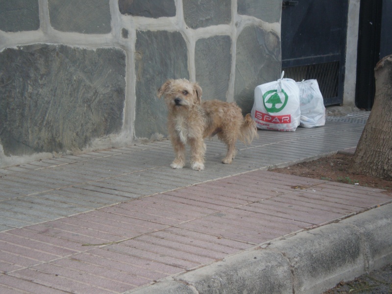 Perrito en la calle en el Sur Sur10