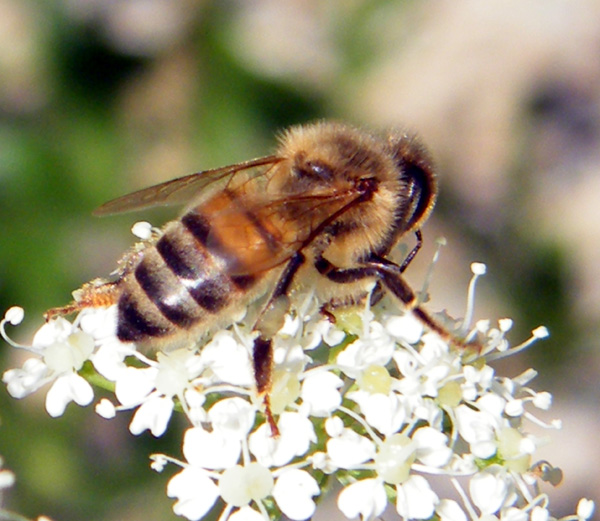 Miel et abeilles Abeill10