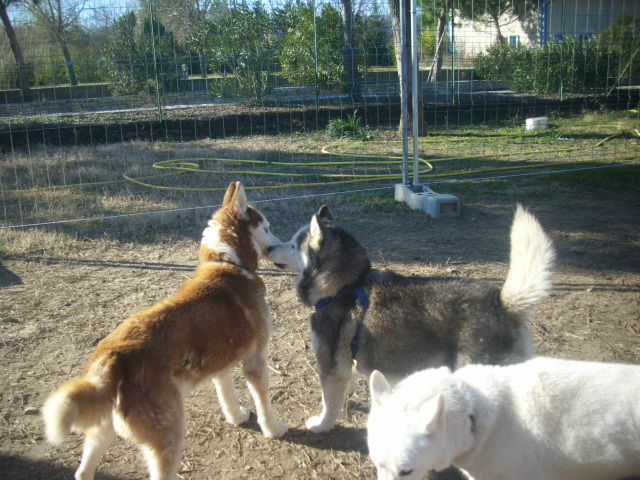 KORK husky (m)né le 01/01/2000 (EDEN VALLEE ) 26 EN FA CHEZ ESTEL Kork_e10
