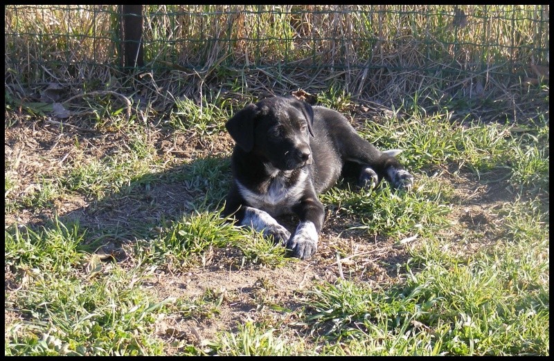 ( adoptés)   GANDHI et GORDON  chiots mâles épagneul / setter 1,5 mois (en f.a 84) Gandi711