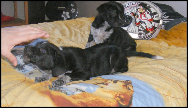 ( adoptés)   GANDHI et GORDON  chiots mâles épagneul / setter 1,5 mois (en f.a 84) Gordon23