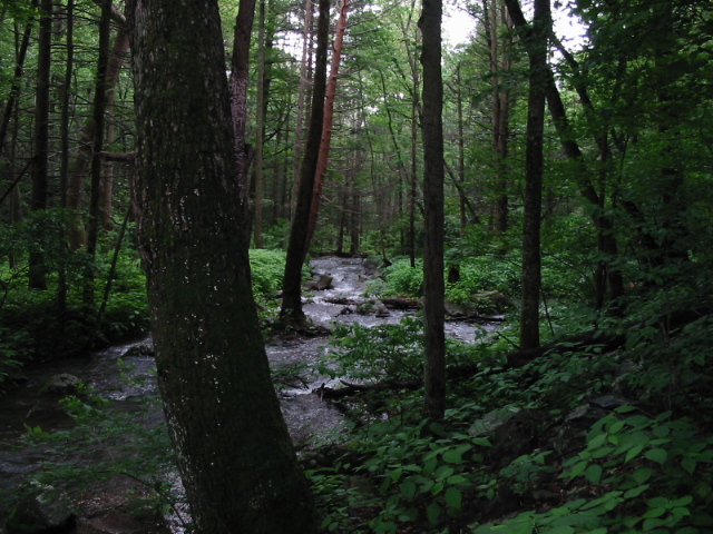 The Uchiha Forest Lands Thortn10