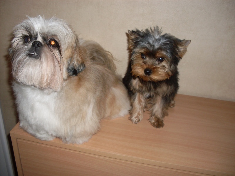 Yorkie/Shih-Shih 01011