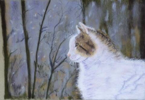 Chat Pastel Sec D Apres Michel Bordas