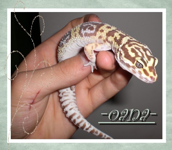 Mes gecko Avatar10