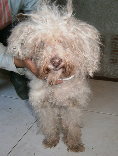 Caniche blanca ya mayor y ciega encontrada en Coirós. APARECIÓ LA DUEÑA. Canich10