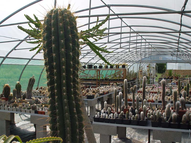 La ferme aux cactus dans le Gers Photo-31