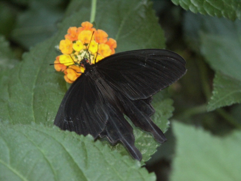 la parc à papillons de Hunawihr Haut Rhin 17_aoa12