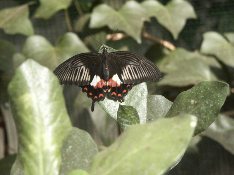 la parc à papillons de Hunawihr Haut Rhin 17_aoa14