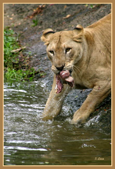 LION - panthera leo - Page 2 26511