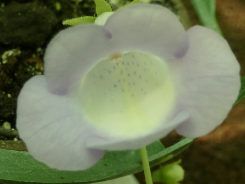 Eucodonia verticillata 'Cécilia' P1040313