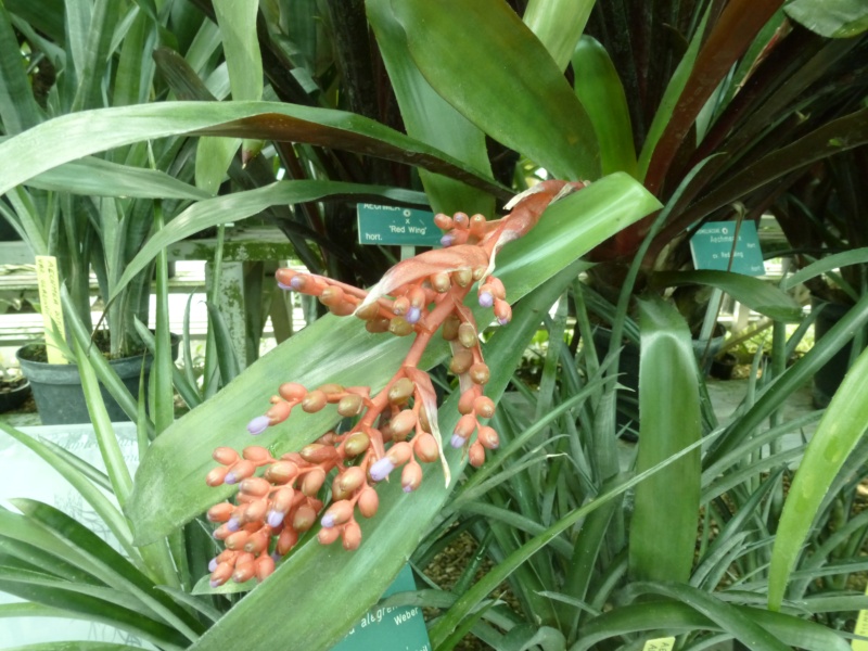 Quelques bromeliaceae P1040323