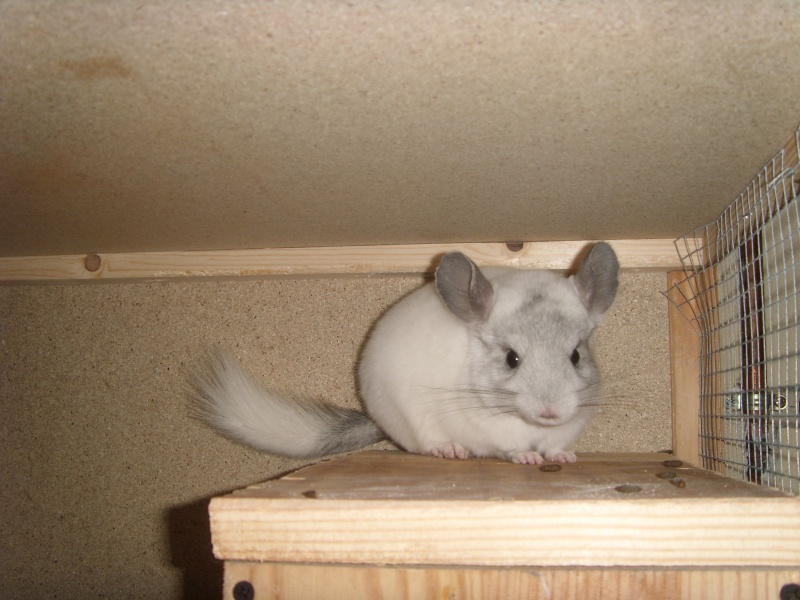 Parlons Chinchillas - Page 7 St831612