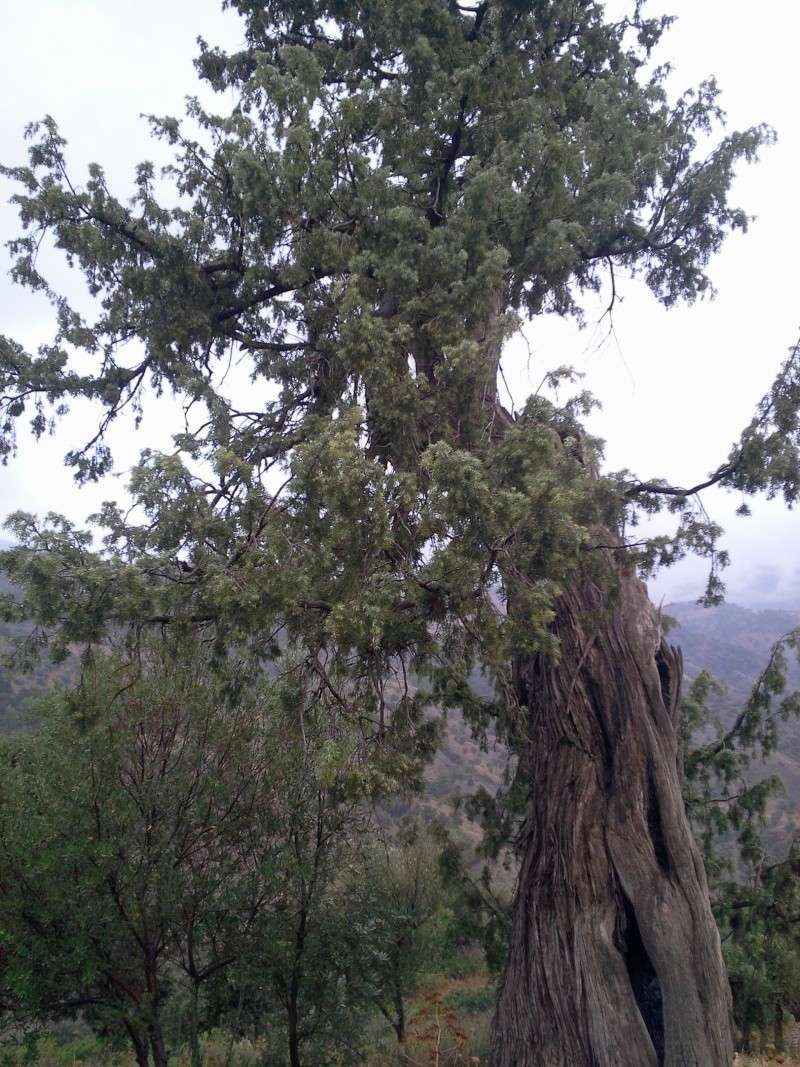 comment s’appelle cet arbre? Photo029