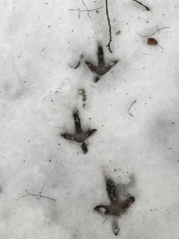 Found fresh turkey tracks today Img_1310