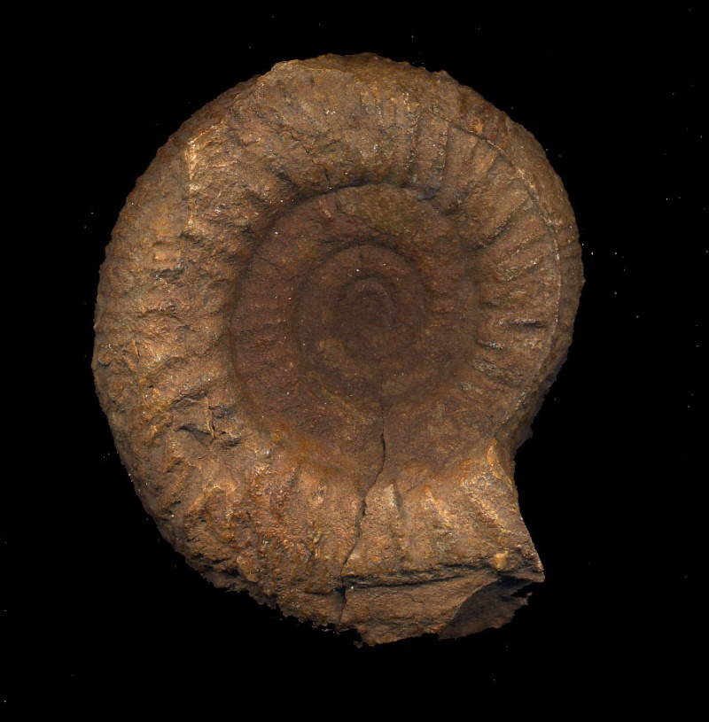 Ammonite y posible Glycimeris Ammoni10