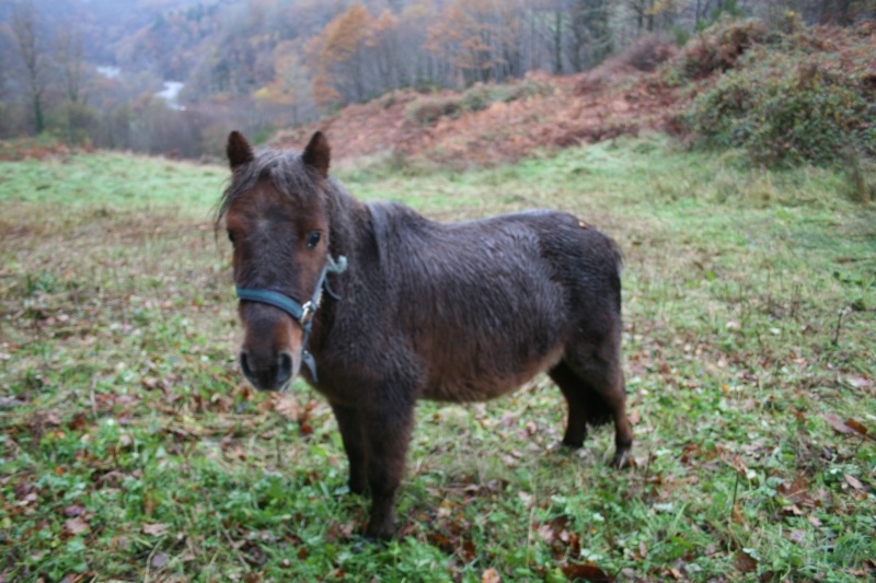 BABOU (renommée ROSA) sauvée par moustic (Nov 2008) 87386610