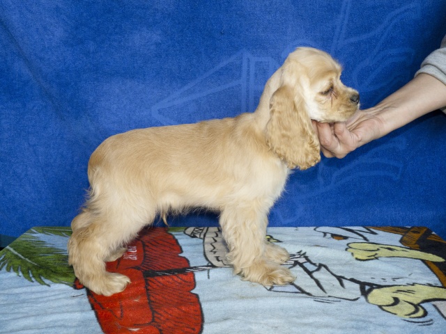 Chiots cocker américain blonds dispo de suite 20110116