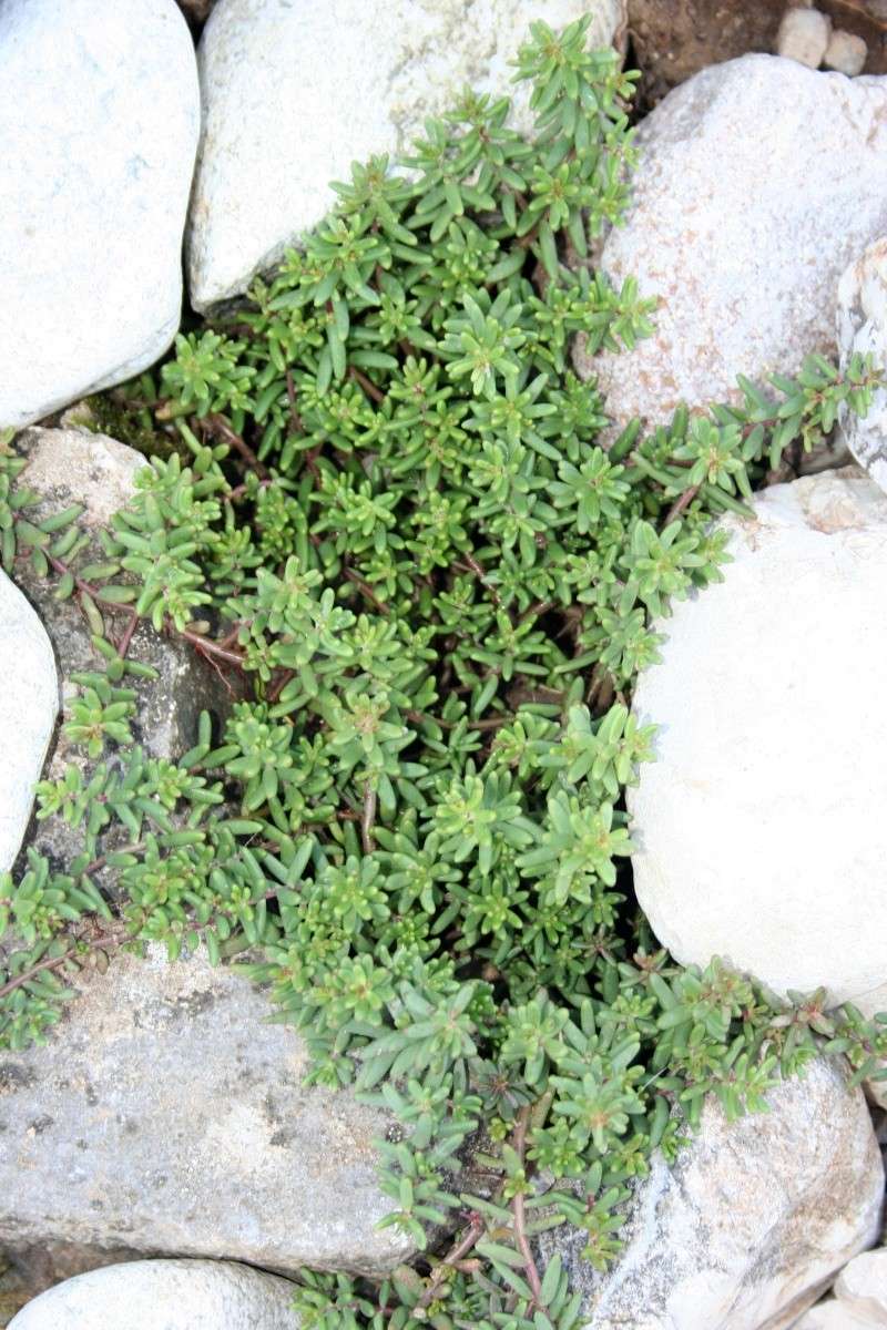 plante de rocaille dans mon jardin à identifier  02110